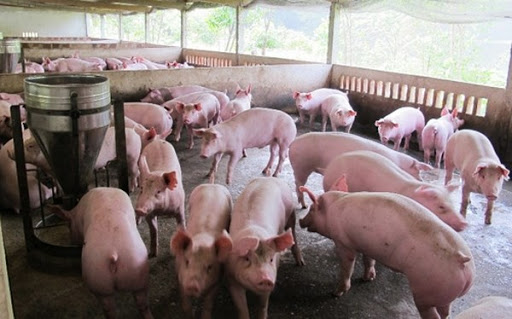 Hưng Yên khuyến cáo người dân không nên ồ ạt nuôi lợn